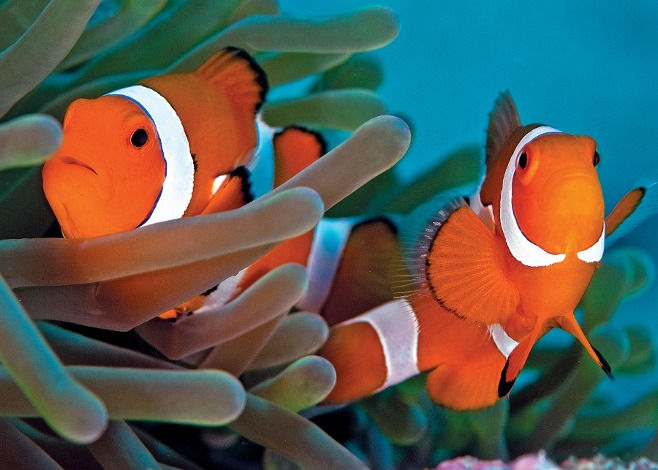 Anemon balıkları neden cinsiyet değiştirir?