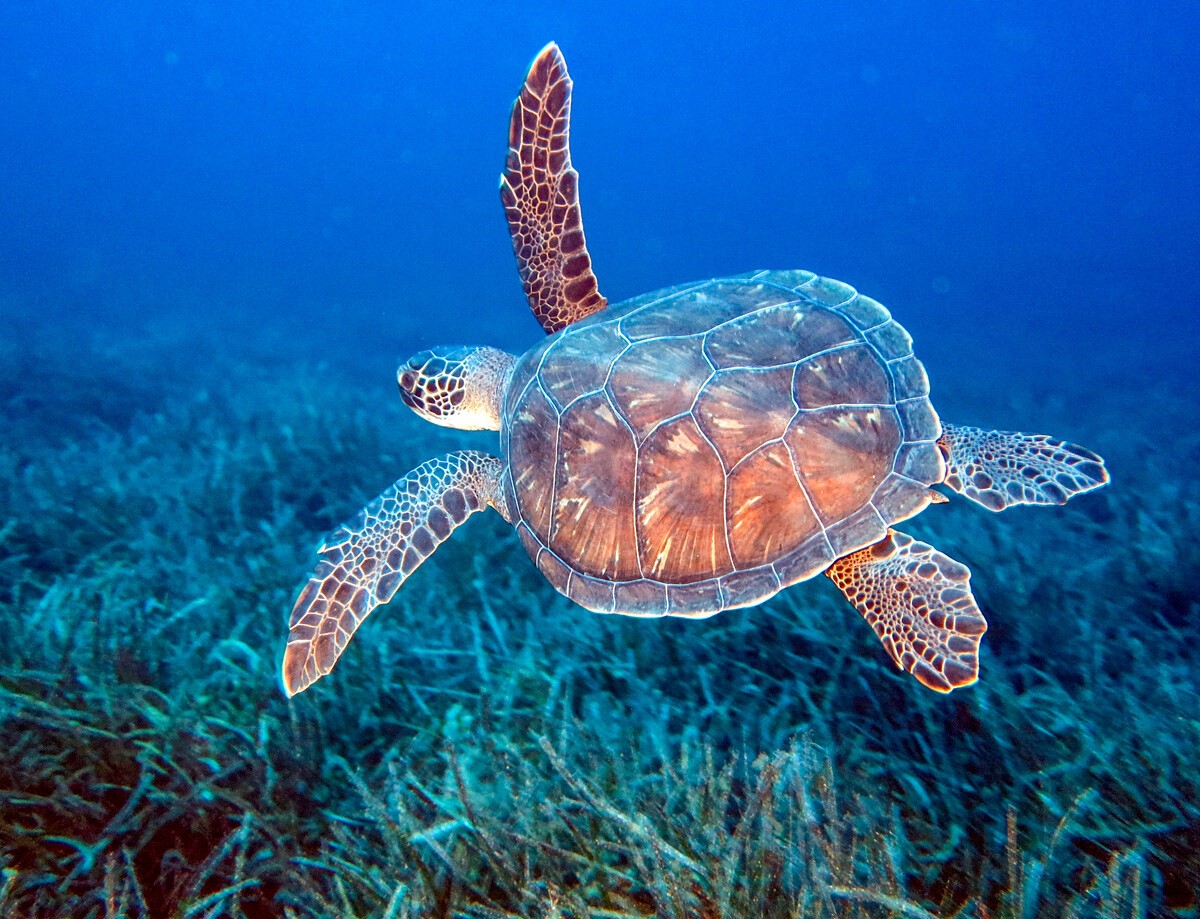 Kablumbağalar su altında ne kadar kalabilirler ?