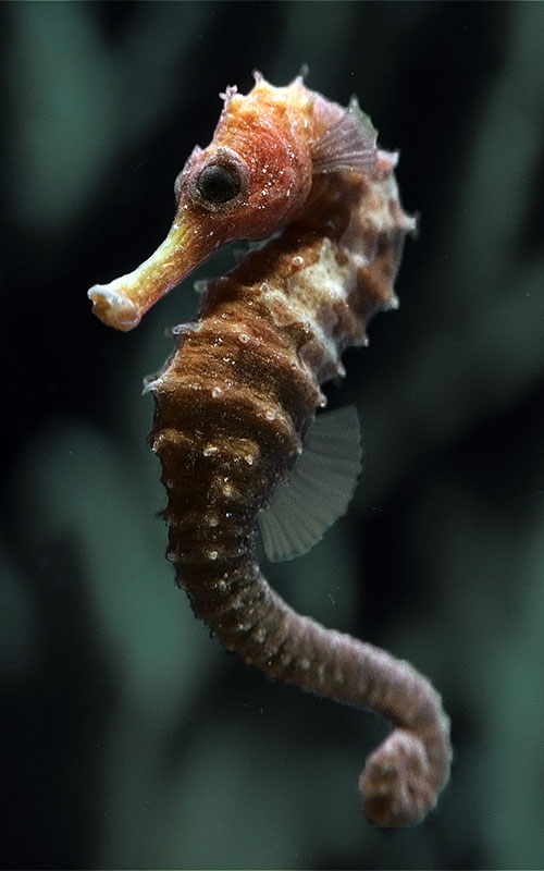 Dünyanın en küçük denizatı hangisidir?