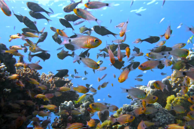 Balıklar Konuşabilir Mi?