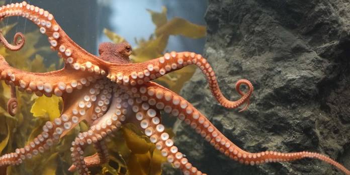 Ahtapotlar Nasıl Renk Değiştirir?