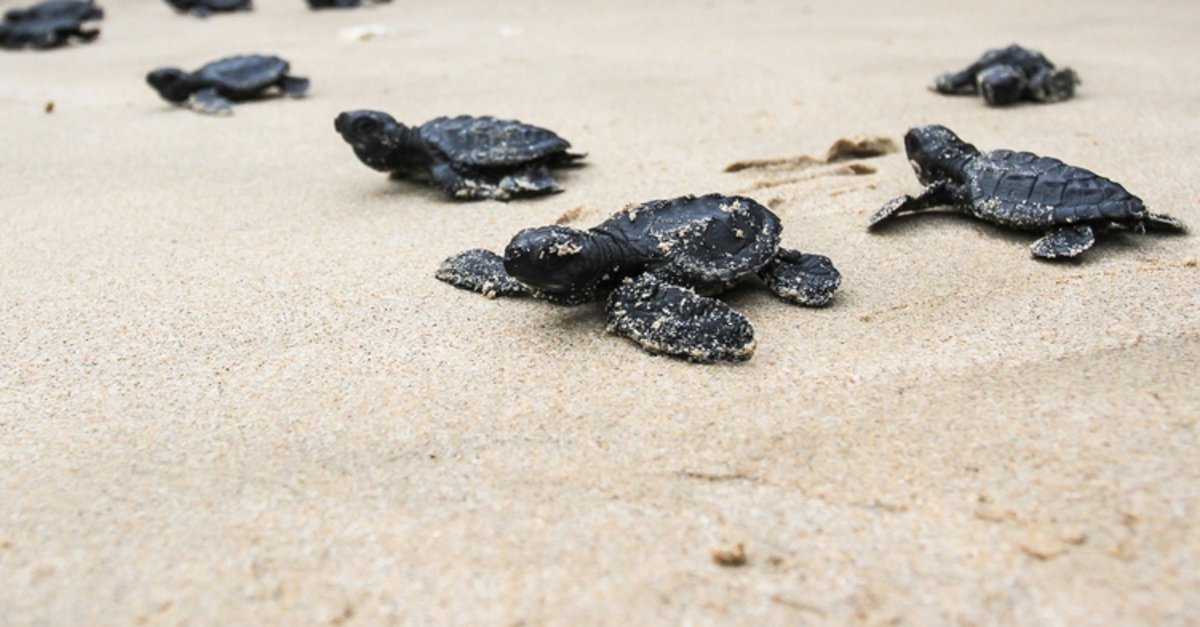 Kaplumbağa Kaç Yıl Yaşar?