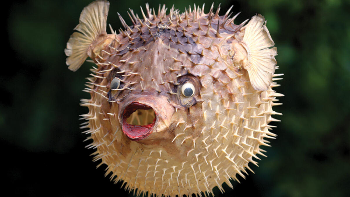 Balon balıkları insanı öldürebilir mi?